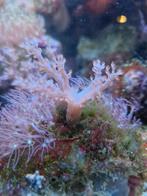 Koraal   tekoop 5 tot 8 cm   12 stuks