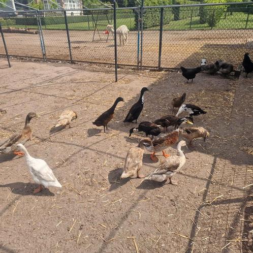 DRINGEND GEZOCHT!!! 4 loopeend dames, Dieren en Toebehoren, Pluimvee, Eend, Vrouwelijk