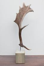 Groot DAMHERT GEWEI op houten sokkel - afwerpstang - ref. A