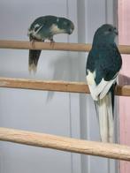 Kakarikies, Dieren en Toebehoren, Vogels | Parkieten en Papegaaien, Meerdere dieren, Parkiet