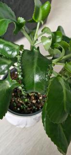Kalanchoe, Ophalen, Vetplant, Halfschaduw, Minder dan 100 cm