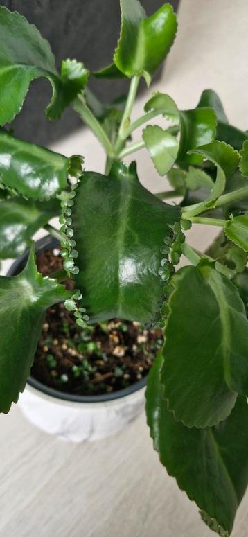 Kalanchoe  beschikbaar voor biedingen