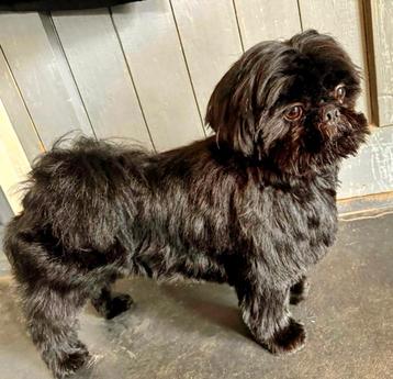 Dekreu Maltezer x Shih Tzu  beschikbaar voor biedingen