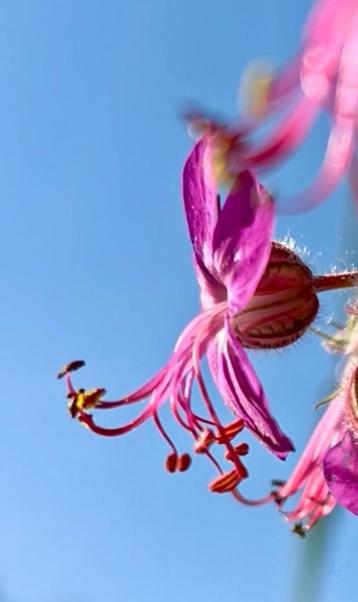 Geranium macrorrhizum | Rotsgeranium | vroegbloeier |  beschikbaar voor biedingen