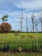 Quercus palustris 12-14 eiken boom moeras eik moeraseik, Tuin en Terras, Planten | Bomen, In pot, Halfschaduw, Zomer, 400 cm of meer