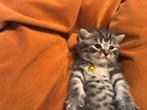 Prachtige Britse Korthaar kittens, Dieren en Toebehoren, Katten en Kittens | Raskatten | Korthaar, Meerdere dieren, Gechipt, 0 tot 2 jaar