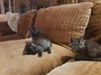 3 maine coon kruising ragdoll kruising kittens poesjes, Dieren en Toebehoren, Katten en Kittens | Overige Katten, Poes