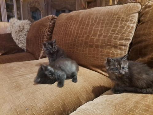 3 maine coon kruising ragdoll kruising kittens poesjes, Dieren en Toebehoren, Katten en Kittens | Overige Katten, Poes