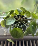 Mojito pilea/ mojito pannenkoek plant, Huis en Inrichting, Kamerplanten, Groene kamerplant, Ophalen, Overige soorten, Minder dan 100 cm