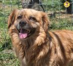 Mooie,rustige Dora ter adoptie!, Dieren en Toebehoren, Honden | Niet-rashonden, Particulier, Rabiës (hondsdolheid), Buitenland