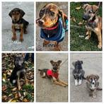 Puppy pup puppies uit Bosnië zoeken 4 ever home, Dieren en Toebehoren, Particulier, 15 weken tot 1 jaar, Overige rassen, Buitenland