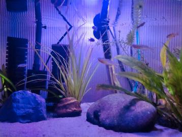Aquarium te koop beschikbaar voor biedingen