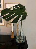 Supermooie Monstera stek met luchtwortel, Huis en Inrichting, Kamerplanten, Ophalen