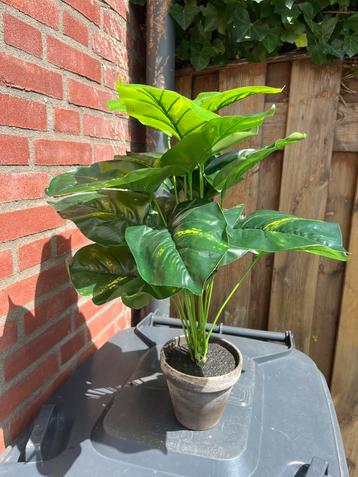Kunstplant Alocasia, nieuw! beschikbaar voor biedingen