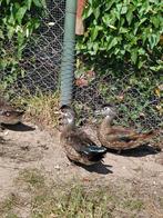 Jonge Caroline eenden, Dieren en Toebehoren, Pluimvee, Geslacht onbekend, Eend