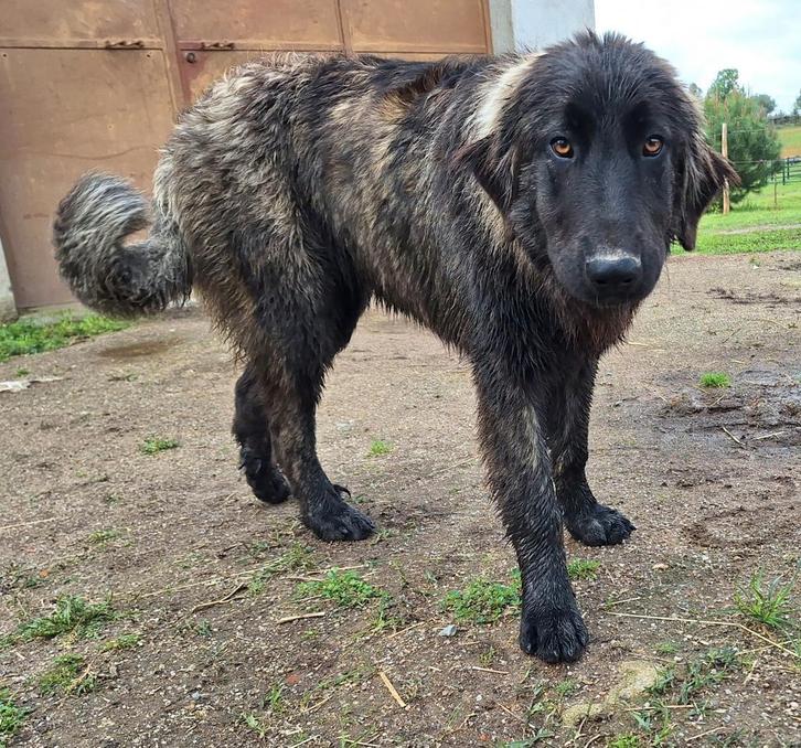 Serra da estrela berghond + vriendinnetje, Dieren en Toebehoren, Honden | Herdershonden en Veedrijvers, Teef, Overige rassen, Particulier