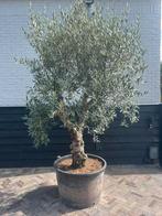 Mooie vertakte olijfboom 50/60 cm stamomtrek, 100 tot 250 cm, Olijfboom, Zomer, Ophalen