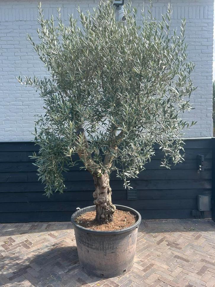 Mooie vertakte olijfboom 50/60 cm stamomtrek, Tuin en Terras, Planten | Bomen, Olijfboom, 100 tot 250 cm, Volle zon, Zomer, Ophalen