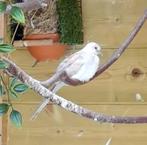 Roodbruin diamantduifje, Dieren en Toebehoren, Vogels | Overige Vogels, Vrouwelijk, Tropenvogel