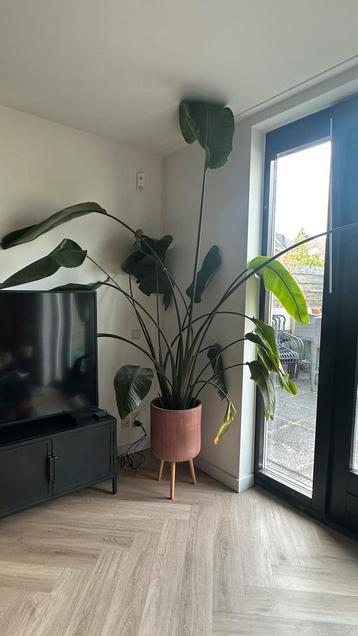 Strelitzia Nicolai beschikbaar voor biedingen