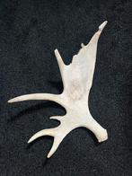 Afwerpstang eland uit Zweden, Ophalen of Verzenden, Zo goed als nieuw, Hert, Gewei of Kop