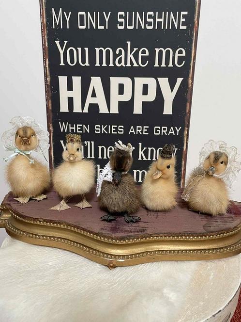 Een set van 5 prachtige opgezette eendenkuikentjes, Verzamelen, Dierenverzamelingen, Zo goed als nieuw, Opgezet dier, Vogel, Ophalen of Verzenden