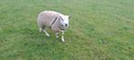 Mooie Engels Texelaar ram, Dieren en Toebehoren, Schapen, Geiten en Varkens, Mannelijk, Schaap, 0 tot 2 jaar