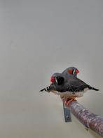 Zebravinken, Dieren en Toebehoren, Vogels | Overige Vogels, Mannelijk