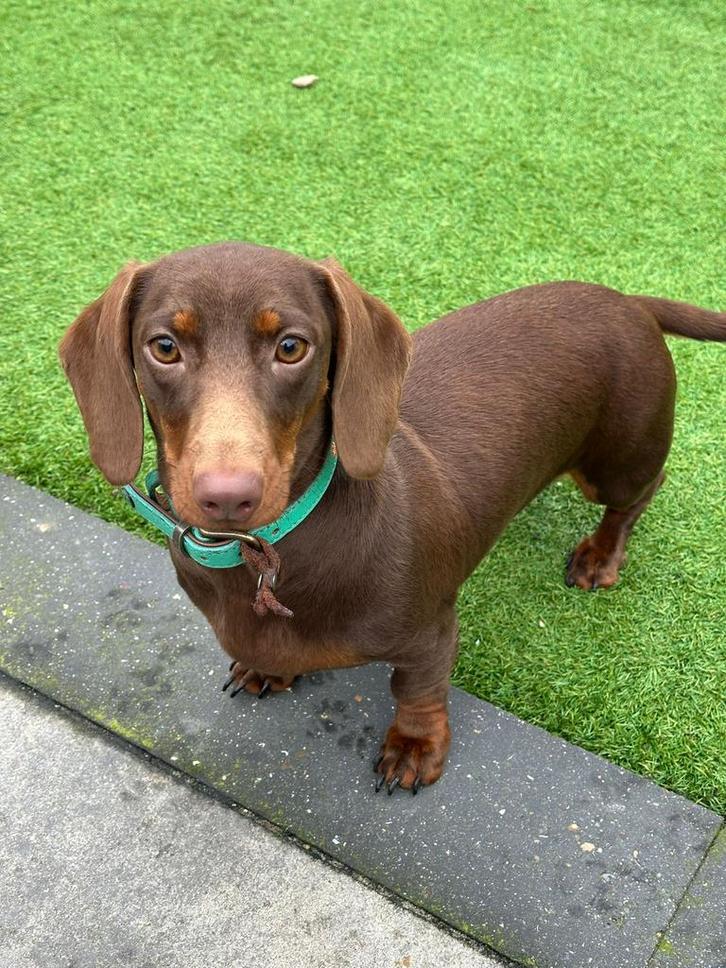 Teckels reu en teef, Dieren en Toebehoren, Honden | Teckels en Dashonden, Meerdere dieren, Korthaar, Dwerg, Particulier, Meerdere