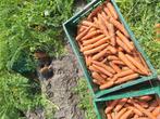 Wortels/winterpeen, Dieren en Toebehoren, Dierenvoeding, Ophalen