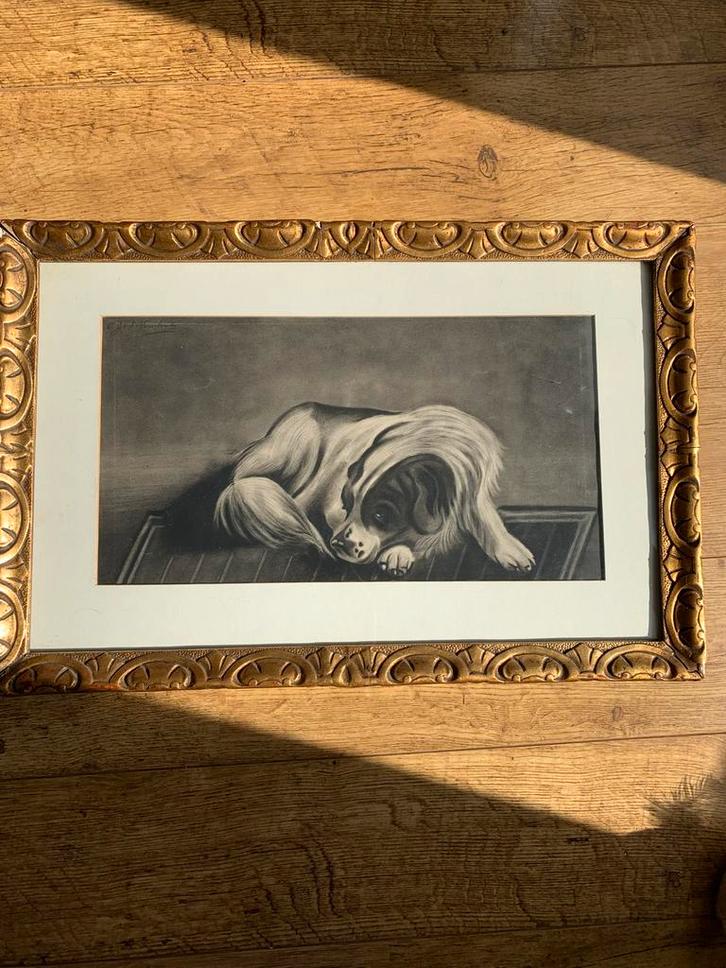 Honden schilderij met glaslijst is ondertekend, Antiek en Kunst, Kunst | Tekeningen en Foto's, Ophalen of Verzenden