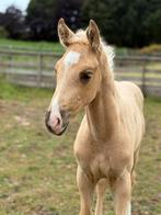 Palomino hengstveulen met 1ste premie!, Dieren en Toebehoren, Minder dan 160 cm, Gechipt, 0 tot 2 jaar, Hengst