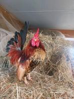 Mooi koppel serama's, Dieren en Toebehoren, Pluimvee, Meerdere dieren, Kip