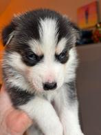 Pomsky husky look 1 reu 💙te koop blauwe ogen 10 nov geb, Dieren en Toebehoren, Parvo, 8 tot 15 weken, Meerdere, Nederland