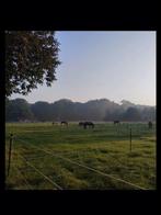 Pensionstal, Dieren en Toebehoren, Stalling en Weidegang