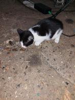 Boerderij katje te koop, Dieren en Toebehoren, Katten en Kittens | Overige Katten, Geslacht onbekend