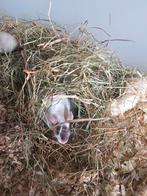 Mooie kleurmuizen, verschillende leeftijden, Dieren en Toebehoren, Knaagdieren, Januari, Meerdere dieren, Muis