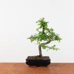 Bonsai Ulmus 'Chinese iep', Tuin en Terras, Planten | Bomen, In pot, Minder dan 100 cm, Halfschaduw, Overige soorten