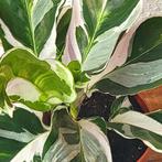 Calathea Fusion White., Overige soorten, Minder dan 100 cm, Ophalen of Verzenden, Halfschaduw