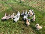 Usa zijdehoen hennen 🐥3wk geent zijdehoenders hen🍀, Dieren en Toebehoren, Pluimvee, Vrouwelijk, Kip
