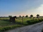 Paardenstalling met overdekte rijhal, Dieren en Toebehoren, Stalling en Weidegang, Stalling