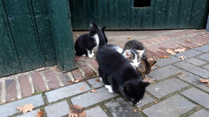 Leuke kittens, Dieren en Toebehoren, Katten en Kittens | Raskatten | Korthaar, Meerdere dieren