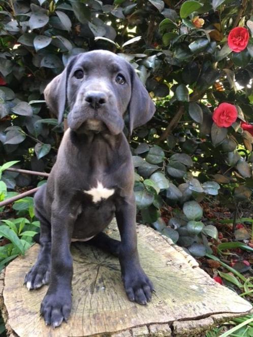 Prachtige zwarte duitse Dog pups, Dieren en Toebehoren, Honden | Bulldogs, Pinschers en Molossers, Meerdere dieren, Overige rassen