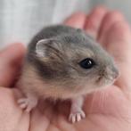 Jonge dwerghamsters handtam en kinderen gewend, Hamster, Meerdere dieren, Tam, September