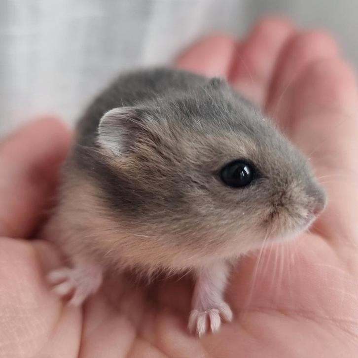 Jonge dwerghamsters handtam en kinderen gewend, Dieren en Toebehoren, Knaagdieren, Meerdere dieren, Hamster, September, Tam