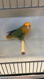 Agapornis, Geslacht onbekend, Dwergpapegaai of Agapornis, Geringd