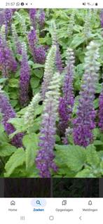 Gamander. Teuricum hyrcanicum, Volle zon, Vaste plant, Zomer, Ophalen