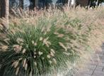 Pennisetum 'Little Bunny' 24 stuks - (zie omschrijving), Tuin en Terras, Planten | Tuinplanten, Ophalen, Volle zon, Vaste plant