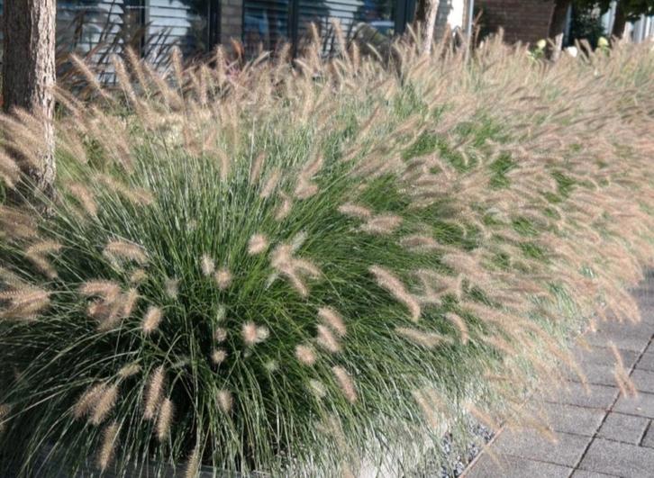 Pennisetum 'Little Bunny' 24 stuks - (zie omschrijving), Tuin en Terras, Planten | Tuinplanten, Vaste plant, Siergrassen, Volle zon