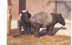 beloningsplaatje   TAPIR, Hobby en Vrije tijd, Stickers en Plaatjes, Ophalen of Verzenden, Zo goed als nieuw